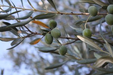 Bahçedeki zeytin ağacı