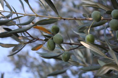 Bahçedeki zeytin ağacı