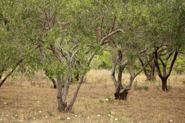Hırvatistan'daki zeytin bahçeleri