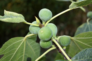 incir ağacı üzerinde