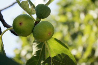 incir ağacı bahçede üzerinde