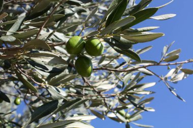 Ağaçtaki zeytinler