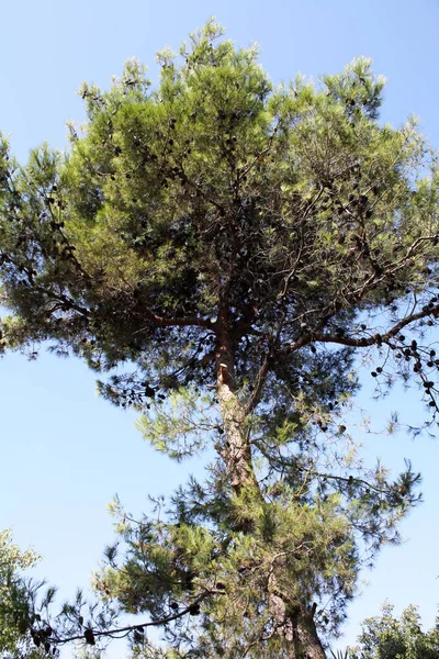 Pinea di pino italiano — Foto Stock