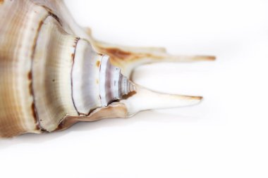 Beyaz arka plan üzerinde büyük Muricidae