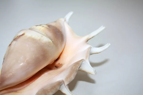 Big Muricidae White Background — Stock Photo, Image