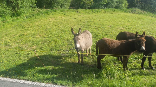 Donkeys on the field — Stock Photo, Image