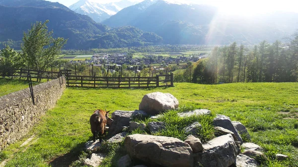 Krajina s kozím Heidyland ve Švýcarsku — Stock fotografie