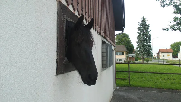 Głowa konia w oknie — Zdjęcie stockowe