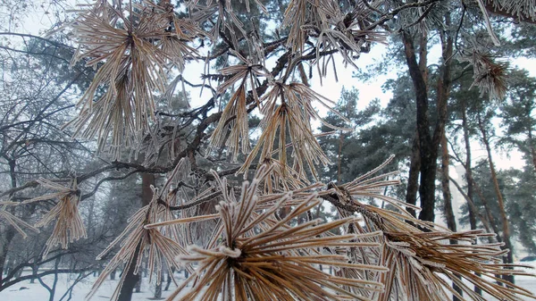 Fagy: a téli erdő — Stock Fotó