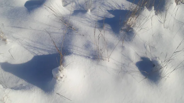 Snö i fältet — Stockfoto