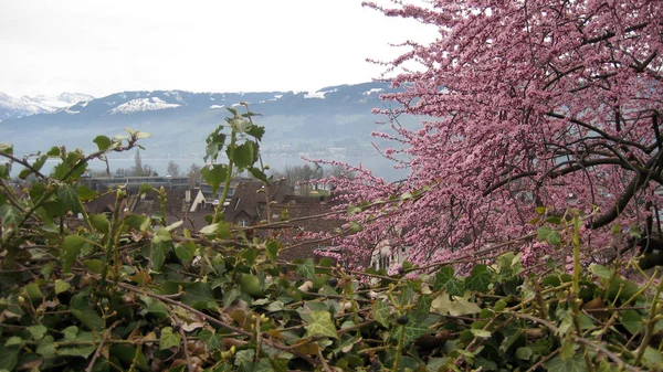 Árbol Floreciente Suiza —  Fotos de Stock