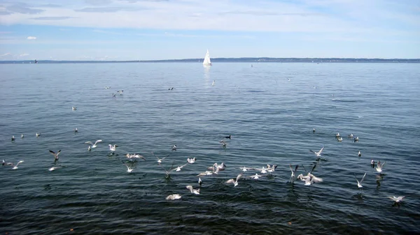 Schweizer See mit Segel — Stockfoto