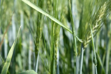 Yaz alanında çavdar