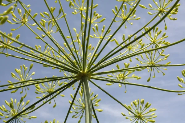 Dill blomma makro — Stockfoto