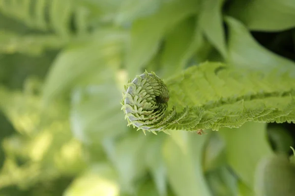 Spring fern in the garden — Stock Photo, Image