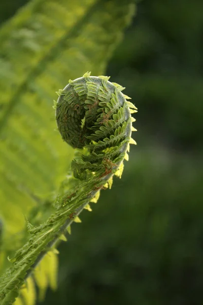 Frühlingsfarn im Garten — Stockfoto