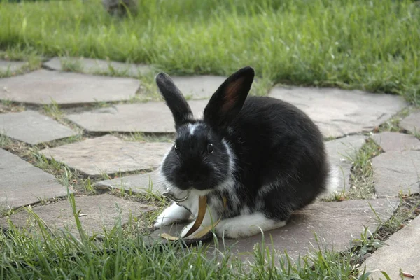 Petit Lapin Dans Jardin — Photo