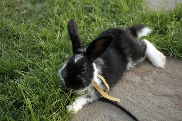 Petit Lapin Dans Jardin — Photo