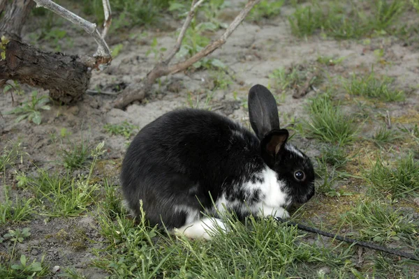 Маленький кролик в саду — стоковое фото
