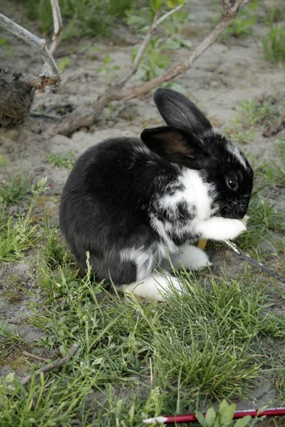 Маленький Кролик Саду — стокове фото
