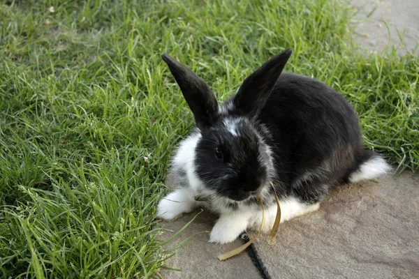 Petit Lapin Dans Jardin — Photo