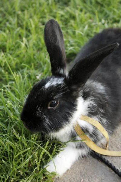 Small rabbit in the garden — Stock Photo, Image