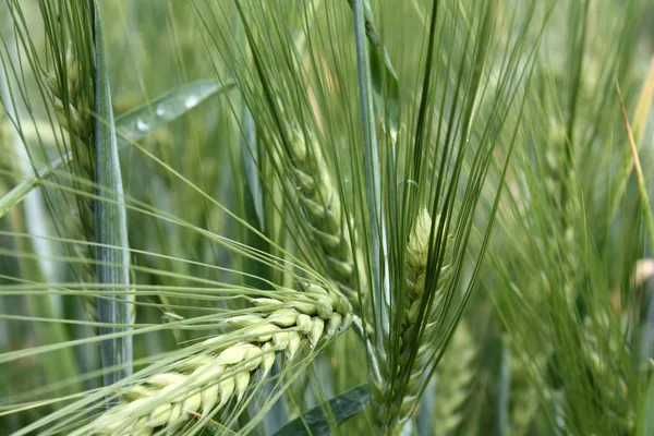 Groene Rogge Veld Zomer — Stockfoto