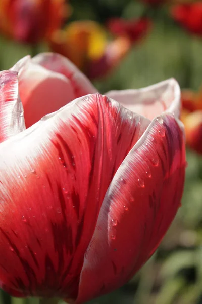 Тюльпан макро в саду — стоковое фото