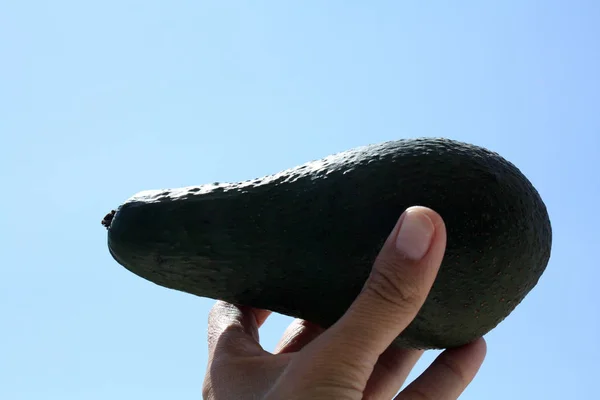 Μεγάλο φρέσκο αβοκάντο στο χέρι — Φωτογραφία Αρχείου