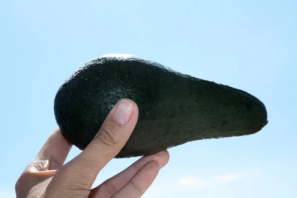 Aguacate fresco grande en la mano — Foto de Stock