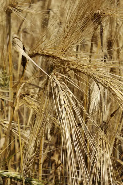 Alan arka plan buğday — Stok fotoğraf