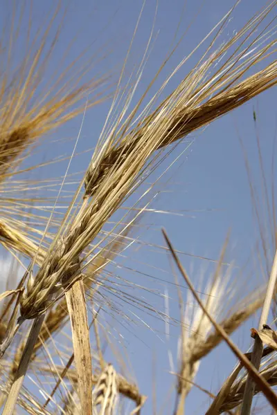 Пшеничний фон у полі — стокове фото