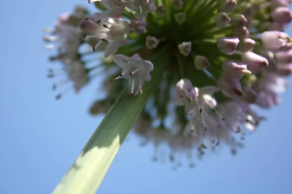 Hagyma virág a kertben — Stock Fotó