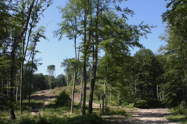 Kayın ormanın içinde