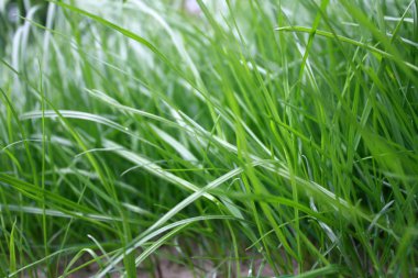 Bahçedeki yeşil çimenler