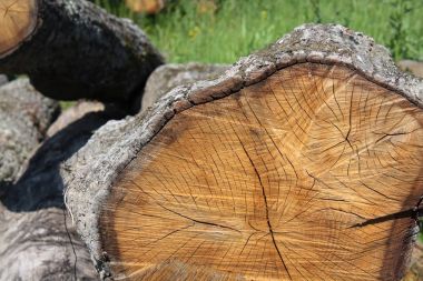 meşe ağacı doku ormanda