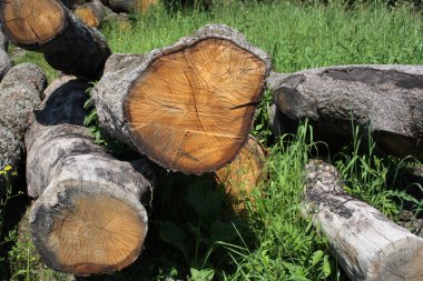 meşe ağacı doku ormanda