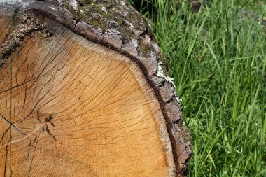 meşe ağacı doku ormanda