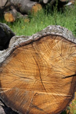 meşe ağacı doku ormanda