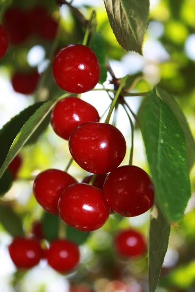 Ağaçta kırmızı kiraz