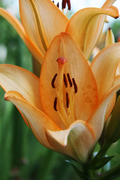 Lily makro bahçede — Stok fotoğraf