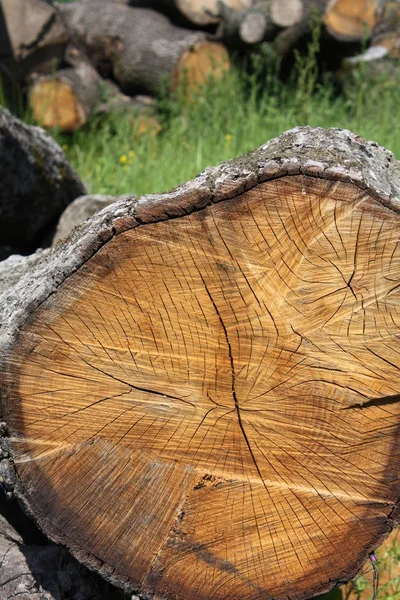 Textura de roble en el bosque — Foto de Stock