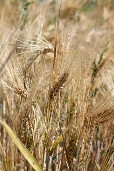 Altın buğday arka plan — Stok fotoğraf