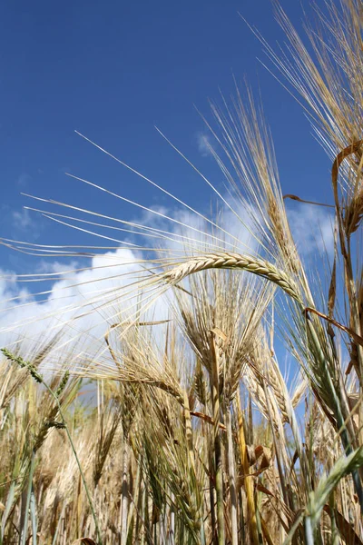 Zlatá pšenice na poli — Stock fotografie