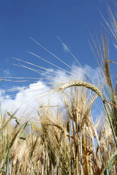 Zlatá pšenice na poli — Stock fotografie