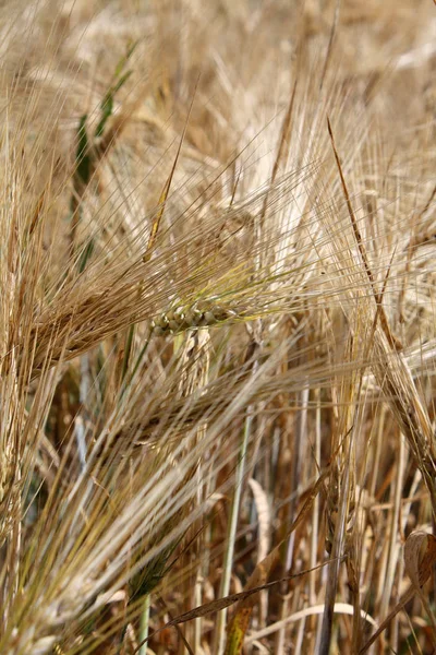 Altın buğday tarlasında — Stok fotoğraf