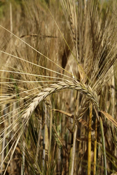 Kulak alanında altın buğday — Stok fotoğraf