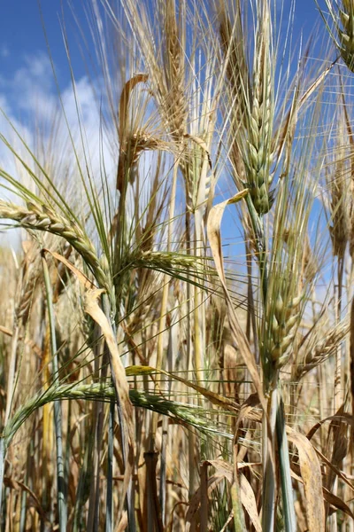 Вухо золотої пшениці в полі — стокове фото