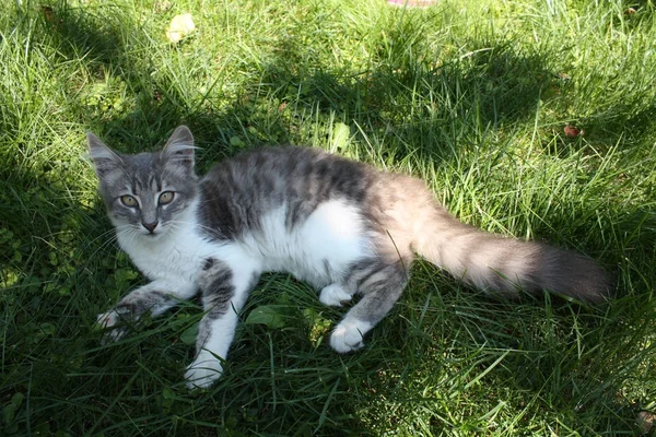 Kleine Katze Auf Dem Gras — Stockfoto