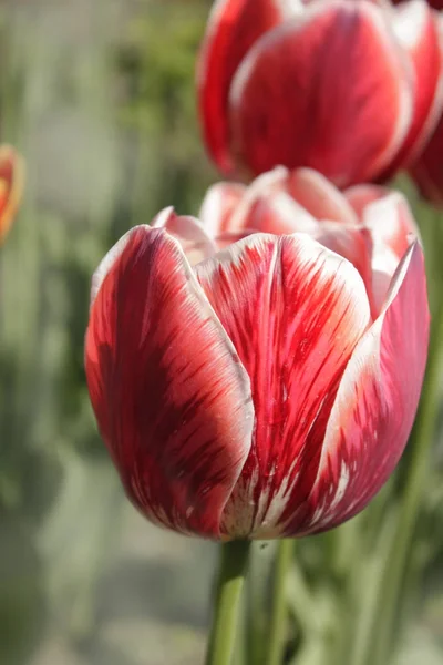 Tulipán macro en el jardín —  Fotos de Stock